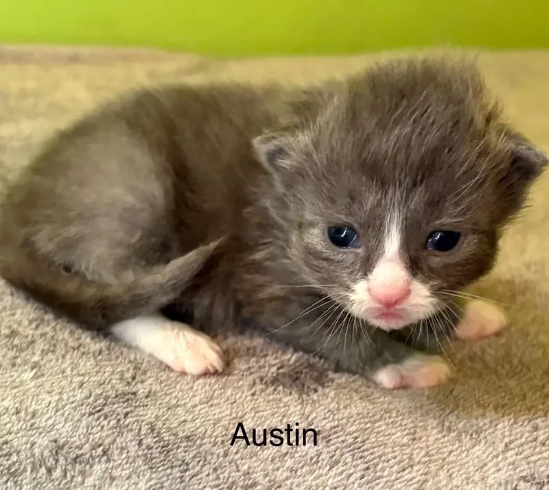 Austin thumbnail 6