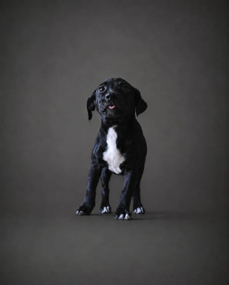 A young small-sized female Terrier dog named Lia for adoption in Albion, NY
