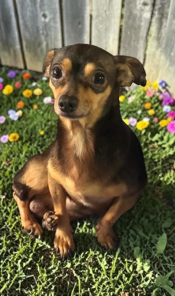 An adult small-sized male Brown / Chocolate Chihuahua dog named Sullivan for adoption in San Francisco, CA