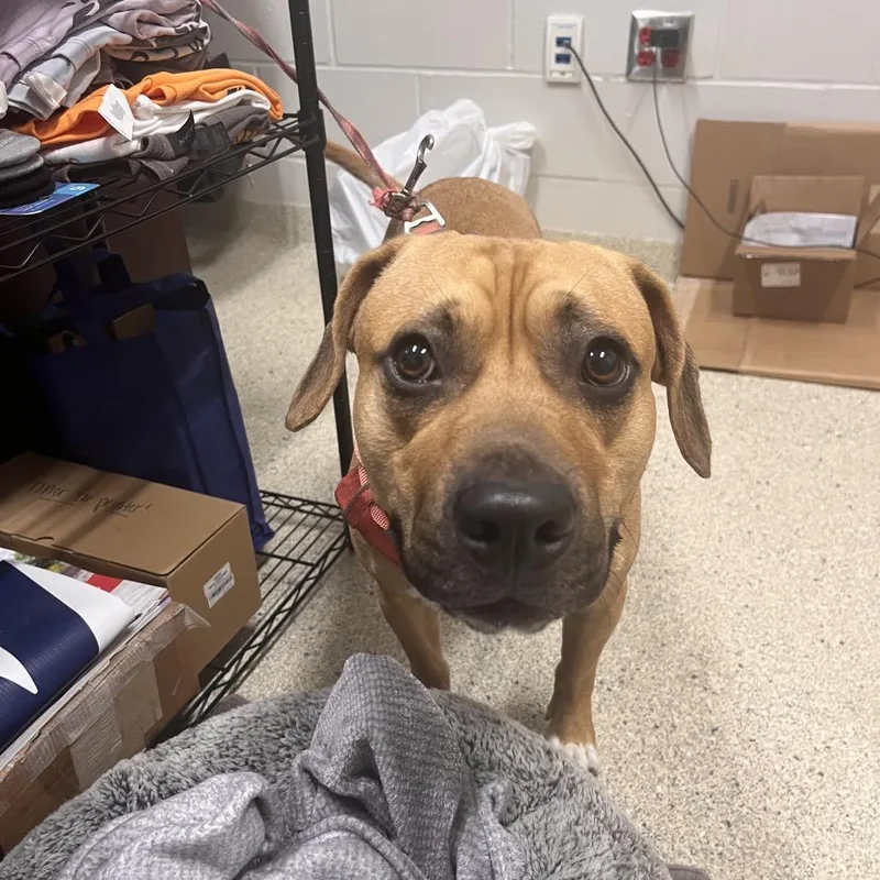 A young medium-sized male Yellow / Tan / Blond / Fawn Mixed Breed dog named Za for adoption in Jacksonville, FL