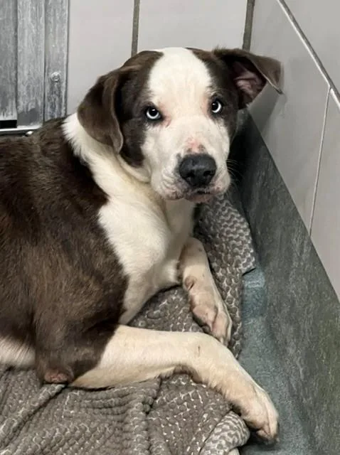 An adult large-sized male Pit Bull Terrier dog named Possum for adoption in Baytown, TX