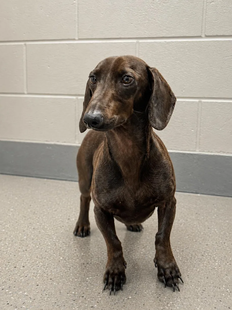 A young small-sized male Gray / Blue / Silver Miniature Dachshund dog named Louie for adoption in Nashville, TN