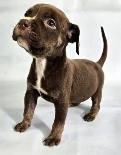 A baby large-sized female English Bulldog dog named Zest for adoption in Morton Grove, IL