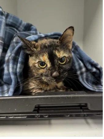 An adult small-sized female Domestic Short Hair cat named Patti for adoption in Brunswick, GA