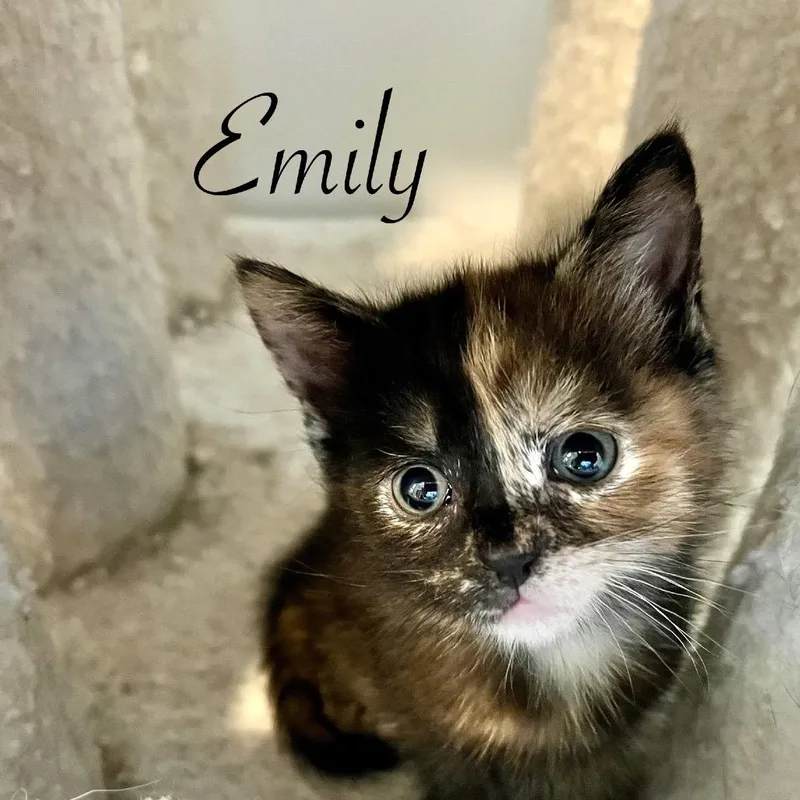 A baby small-sized female Tortoiseshell Domestic Short Hair cat named Emily for adoption in Duck River, TN