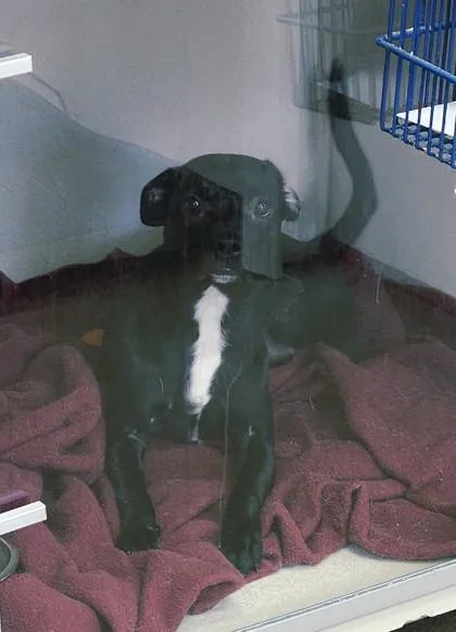 A baby medium-sized female Mixed Breed dog named Stormy for adoption in East Brookfield, MA