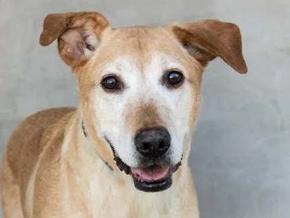 A senior large-sized male Mixed Breed dog named Lenny for adoption in Longmont, CO
