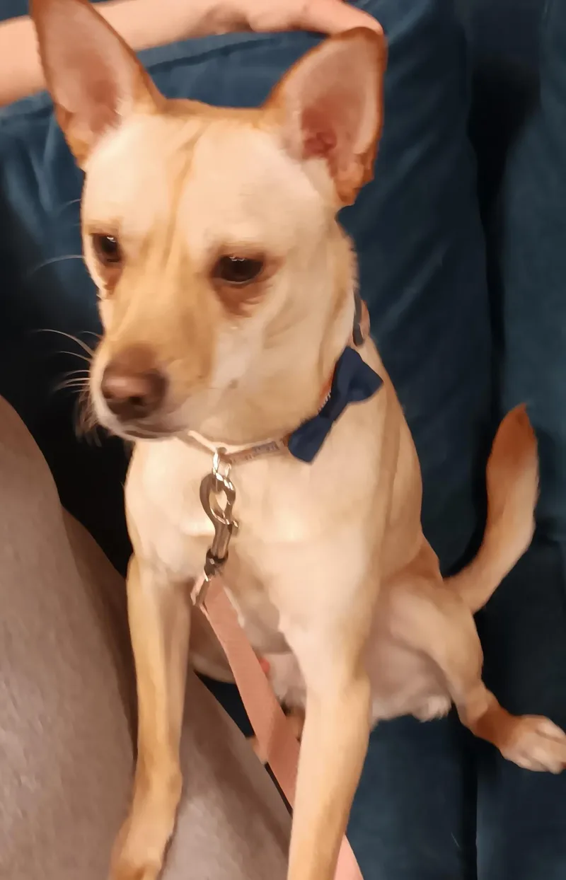 A young small-sized male Apricot / Beige Chihuahua dog named Rocket for adoption in Lawrenceville, GA