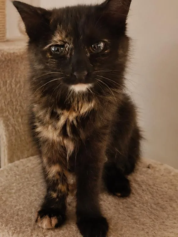A baby small-sized female Tortoiseshell Domestic Short Hair cat named Margarita for adoption in Calimesa, CA