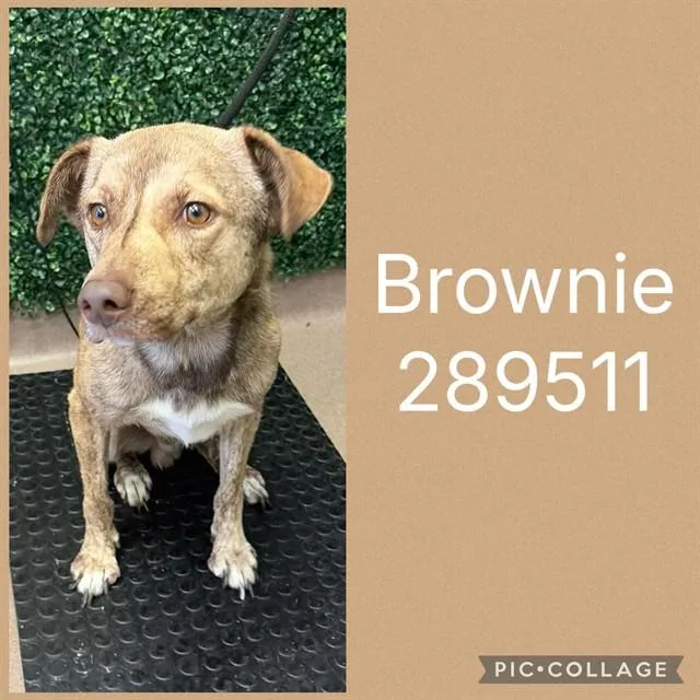 A young medium-sized male Mixed Breed dog named Brownie for adoption in Macon, GA