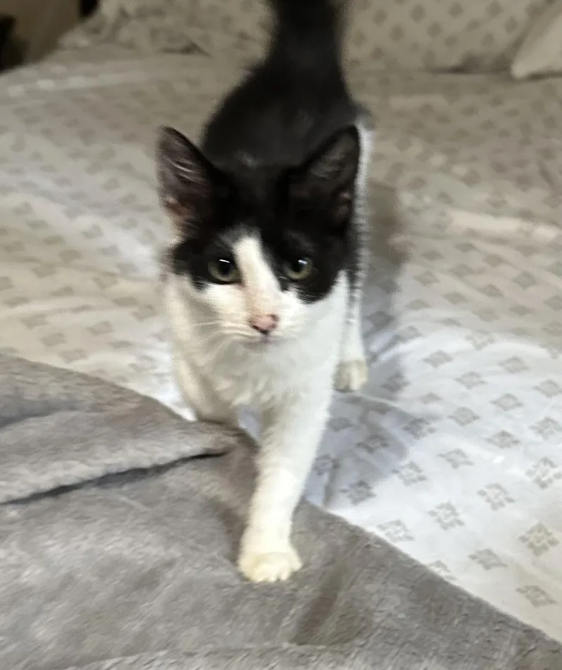 An adult medium-sized female Black & White / Tuxedo Domestic Short Hair cat named Olive for adoption in Rockaway, NJ