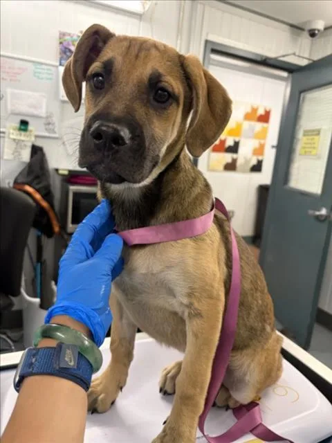 A baby small-sized female Anatolian Shepherd dog named Wasabi for adoption in Woodland, CA