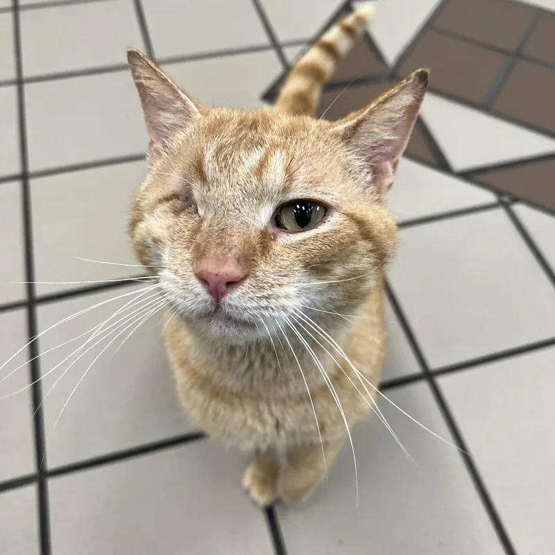 Eyeguana thumbnail 2