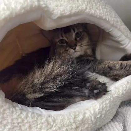 An adult medium-sized male Domestic Short Hair cat named Dior for adoption in Worcester, MA