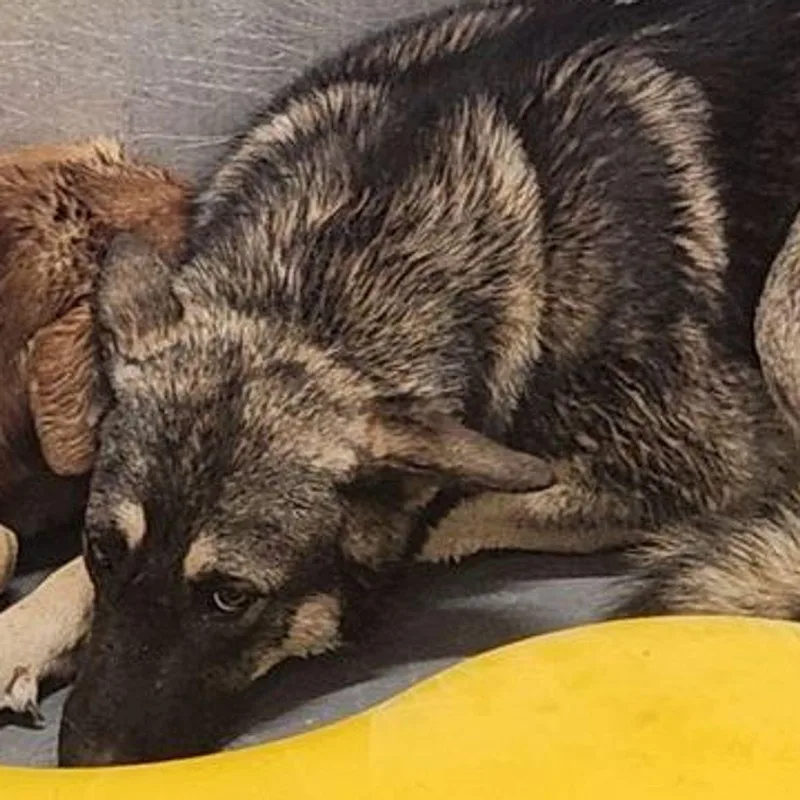 An adult medium-sized female Shepherd dog named Leona for adoption in Kingman, AZ