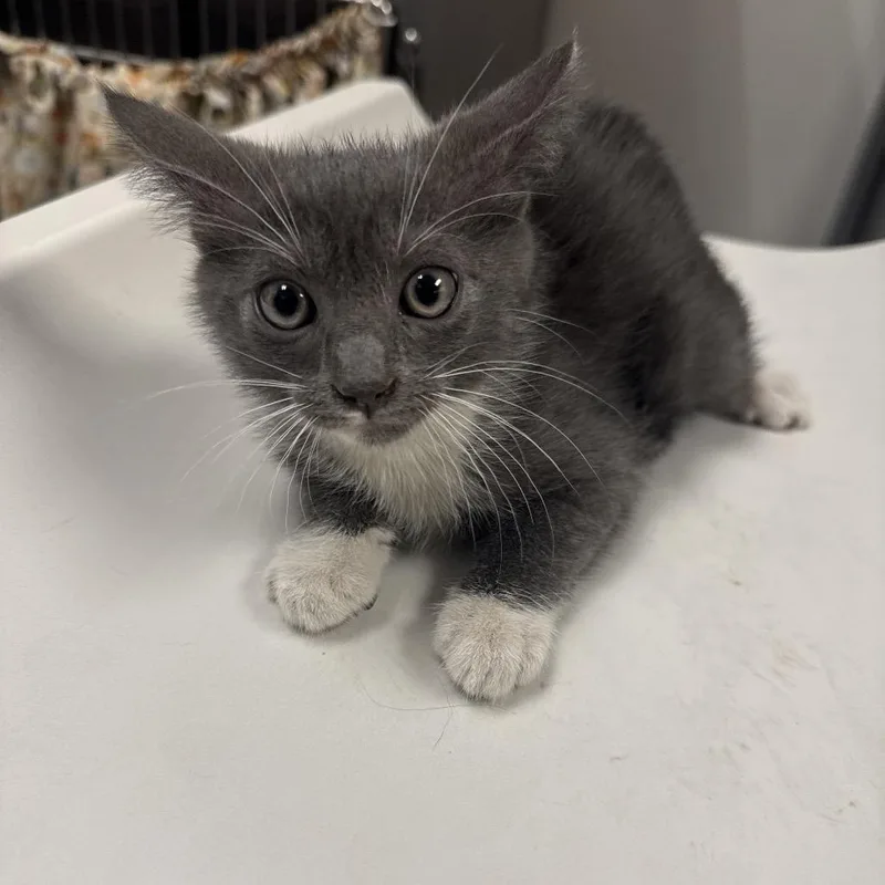 A baby small-sized female Gray / Blue / Silver Domestic Short Hair cat named Pickle for adoption in Henderson, NV