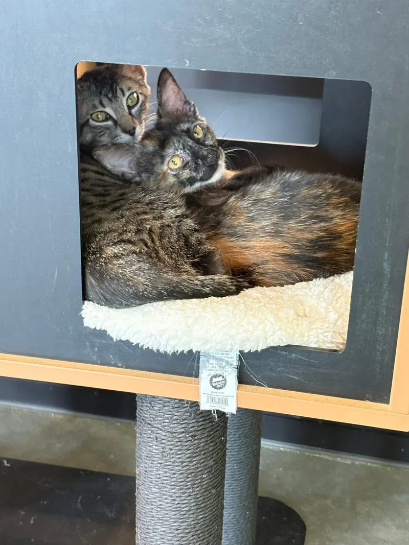 A young medium-sized female Tortoiseshell Domestic Short Hair cat named Duck & Goose for adoption in Evanston, IL