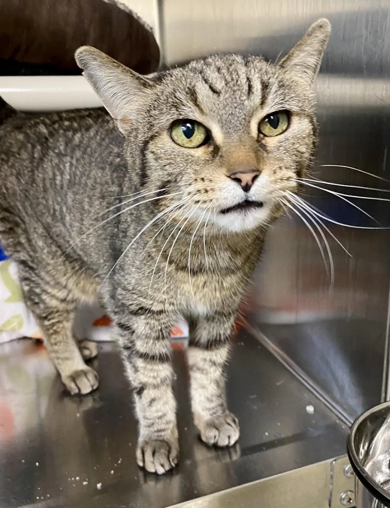 An adult medium-sized female Domestic Short Hair cat named Mercat for adoption in Fargo, ND