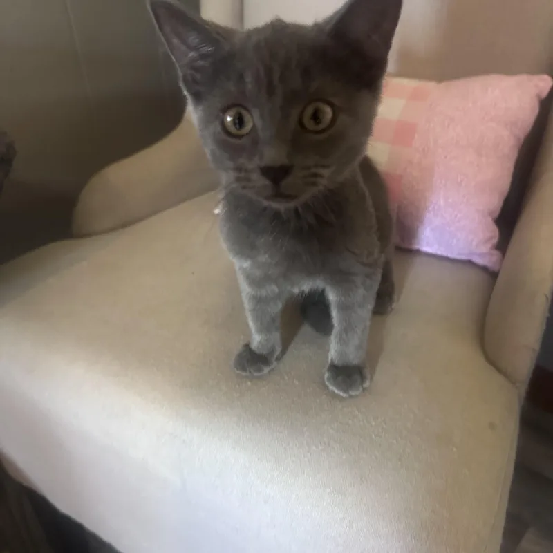 A young small-sized male Gray / Blue / Silver Domestic Short Hair cat named Cider for adoption in Frostproof, FL