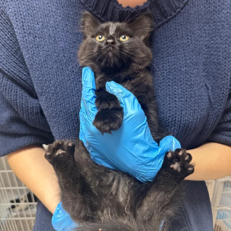 A baby small-sized male Black Domestic Medium Hair cat named Ash Arc for adoption in Akron, NY