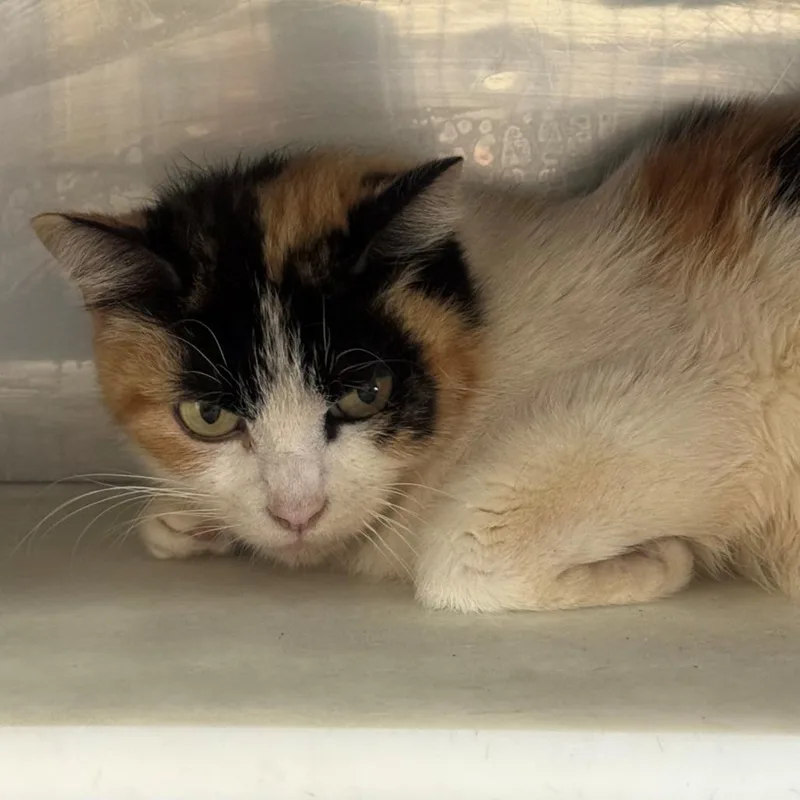 An adult medium-sized female Calico Domestic Short Hair cat named Bo Peep for adoption in Hawthorne, CA