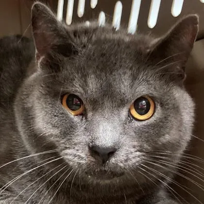 An adult medium-sized male Domestic Short Hair cat named Greeble Baby for adoption in Cincinnati, OH