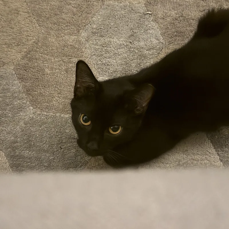 A young small-sized female Black Domestic Short Hair cat named Piper for adoption in Pittsburgh, PA