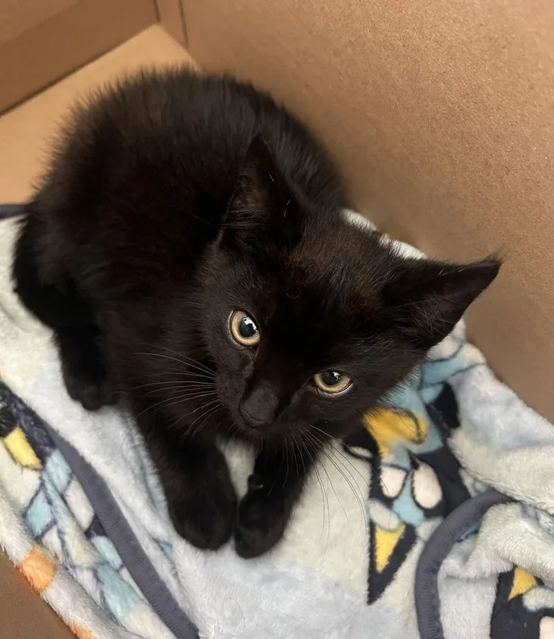 A baby small-sized male Black Domestic Short Hair cat named Jonesy for adoption in Alexandria, VA