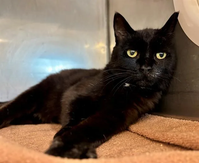 An adult large-sized female Domestic Short Hair cat named Megs for adoption in York, SC