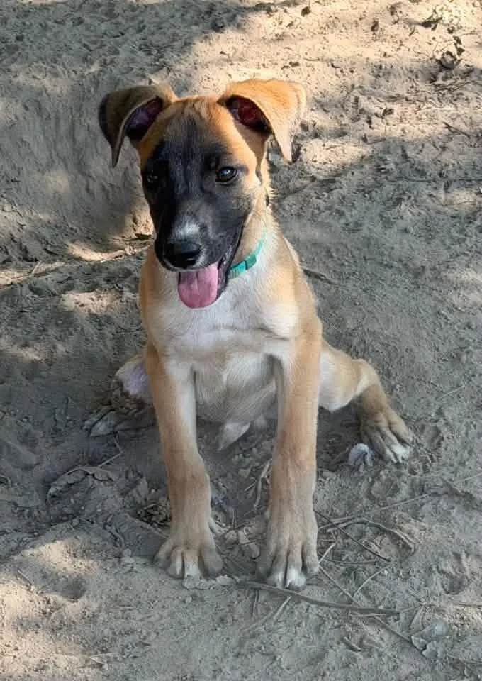 A young medium-sized male Belgian Shepherd / Malinois dog named Fox for adoption in Calera, AL