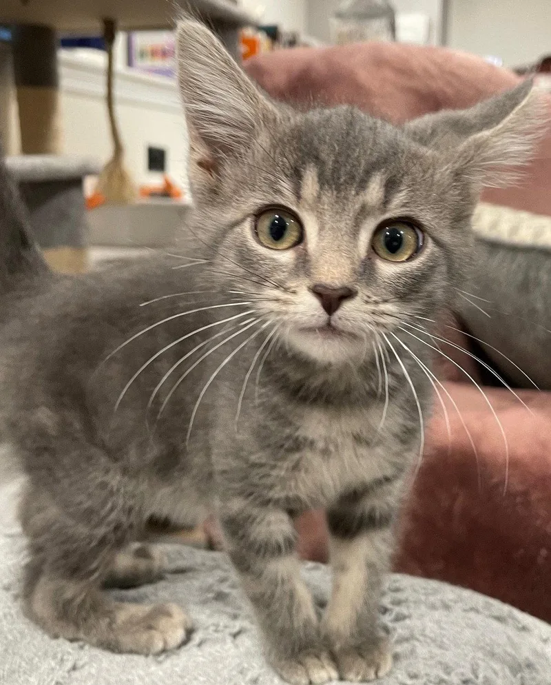 A baby medium-sized female Tabby cat named Luv for adoption in Island Lake, IL