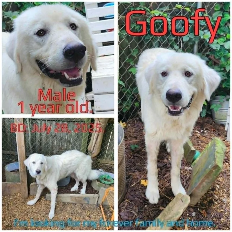 Goofy
