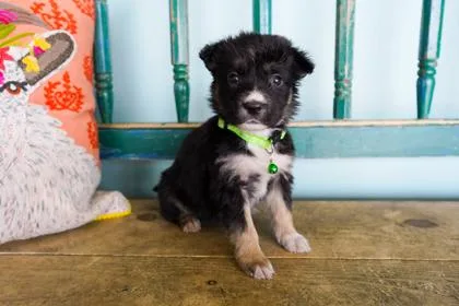A baby small-sized female Border Collie dog named Ginger for adoption in San Antonio, TX