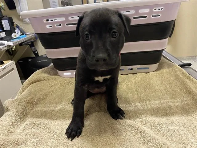 Finley