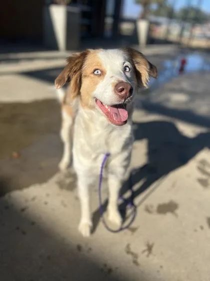 Furricane thumbnail 2