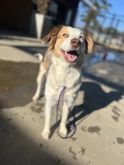 Furricane thumbnail 3