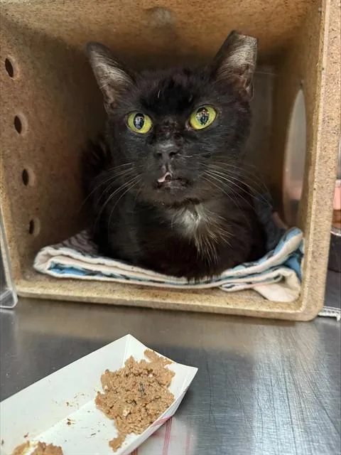 A young large-sized male Domestic Short Hair cat named Bugsy for adoption in Louisville, KY