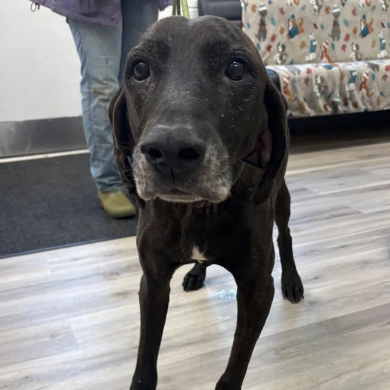 An adult large-sized male Brindle Plott Hound dog named Solaber for adoption in Orange, VA