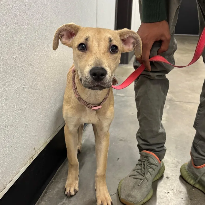 A baby medium-sized female Yellow / Tan / Blond / Fawn Terrier dog named Violet for adoption in Tampa, FL