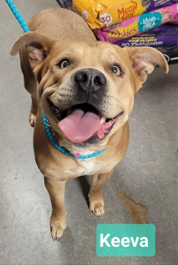 A young large-sized female Staffordshire Bull Terrier dog named Keeva for adoption in Richmond, IN