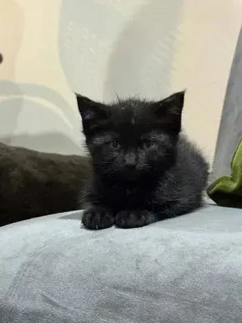 A baby small-sized female Black Domestic Short Hair cat named Chickadee for adoption in Grand Rapids, MI