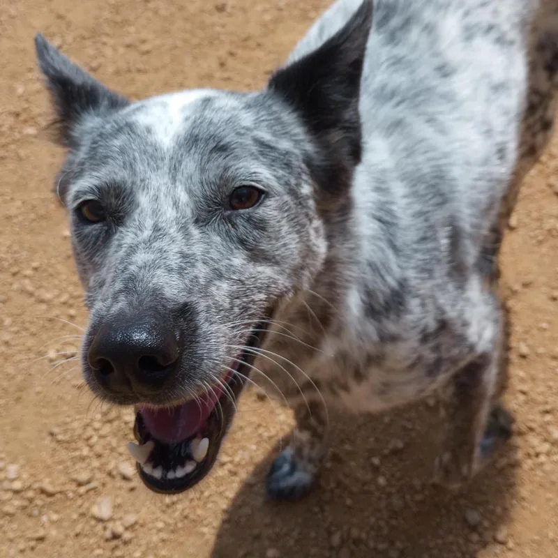 An adult medium-sized male Gray / Blue / Silver Australian Cattle Dog / Blue Heeler dog named Comet for adoption in Bentonville, AR