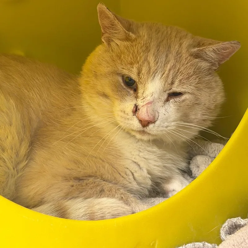 An adult medium-sized male Orange / Red Domestic Short Hair cat named Anthony for adoption in Waukesha, WI