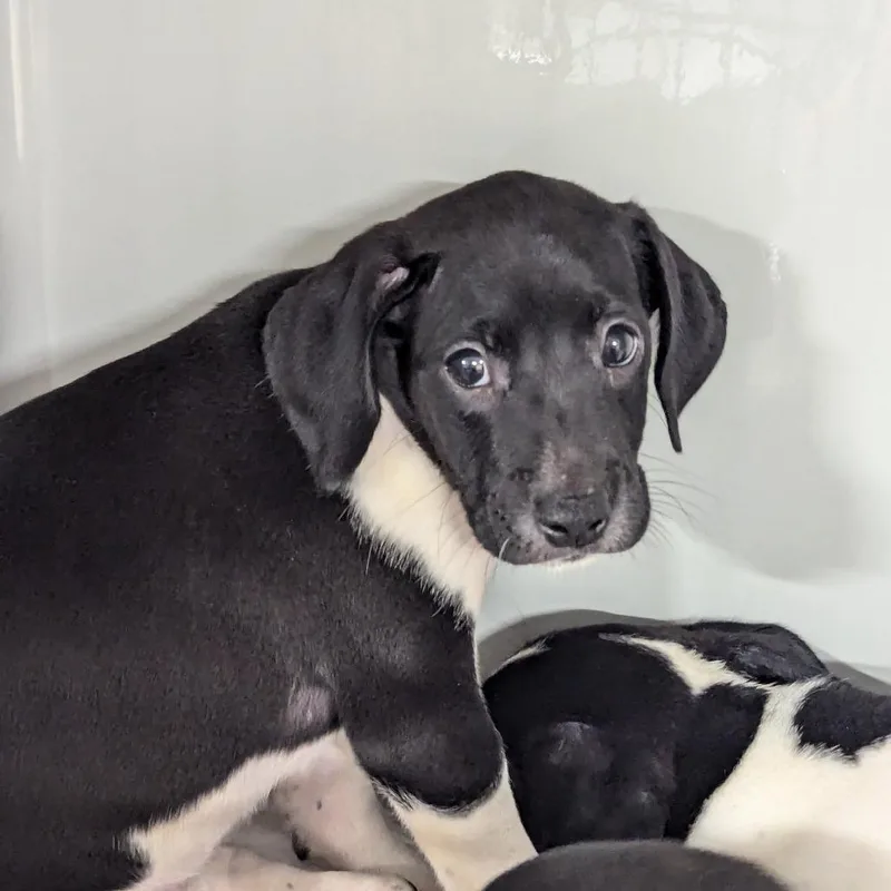 A baby small-sized female Hound dog named London Broil for adoption in Charlottesville, VA