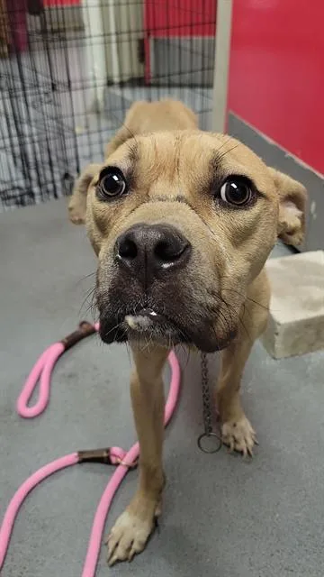 A young medium-sized female Pit Bull Terrier dog named Abby for adoption in Indianapolis, IN