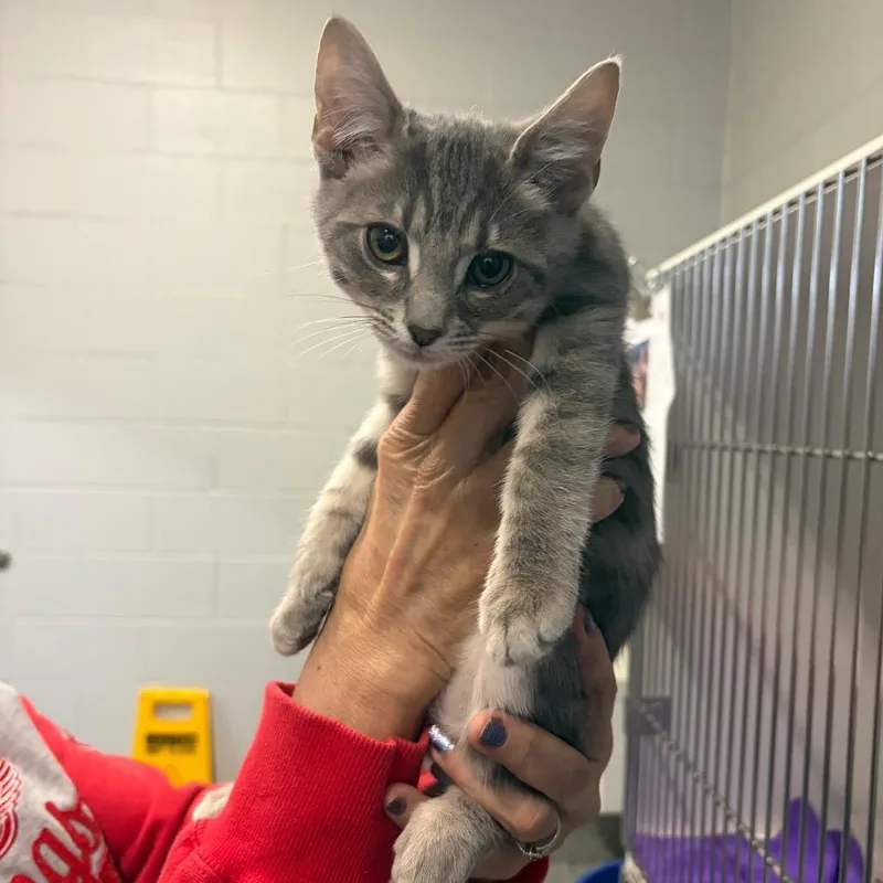 A baby small-sized male Gray / Blue / Silver Domestic Short Hair cat named Waterbug for adoption in Dearborn, MI