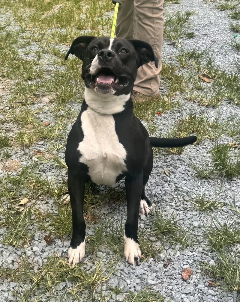 An adult large-sized male American Bulldog dog named Tang for adoption in Elizabethtown, NC