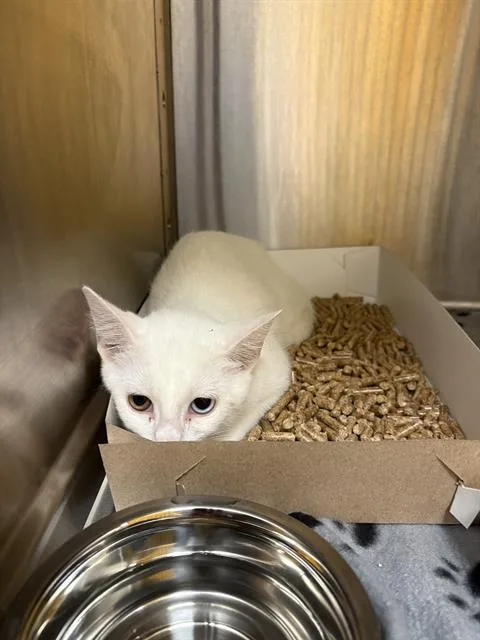 A baby small-sized female Domestic Short Hair cat named Mirage for adoption in Indianapolis, IN