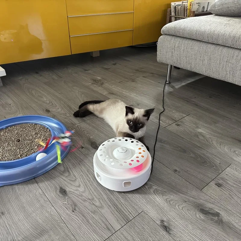 A baby small-sized male Siamese cat named Texas for adoption in Tustin, CA