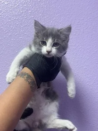 A baby medium-sized male Gray / Blue / Silver Domestic Long Hair cat named Quartz for adoption in El Paso, TX
